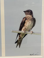 Photo of Purple Martin Pair; Signed