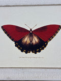 Burgundy & Black Butterfly Print on Canvas