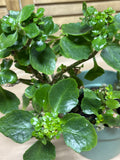 LIVE Kalanchoe House Plant
