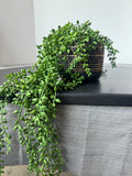Faux String of Pearls Succulent Stem in Black Ceramic Pot