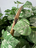 Faux Pothos in Woven Hand Basket