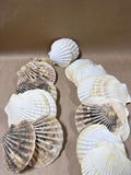 Seashell Lot