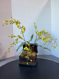 Faux Dancing Lady Orchids in Small Vintage Style Chest