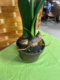 Faux White Amaryllis Flowers in Ceramic Pot (A)