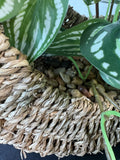 Trailing Ivy in Woven Hanging Basket