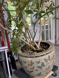 Large Porcelain Butterfly Potwith LIVE Umbrella Plant