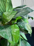 Artificial Philodendron in Large Rustic Resin Urn