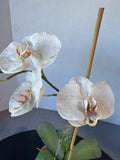 Faux White Orchids in Terracotta Pot