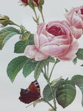 Rose Botanical with Moth Print