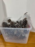 Acorn Lot - Assorted Sizes