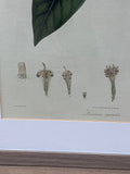 Botanical Print (A)