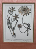 Botanical Print with Pink Mat (A)