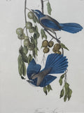 Florida Jay Audubon Print