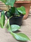 Lot of Two LIVE Pothos in Plastic Pots  (H)