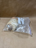 Lot Of 12 Seashells