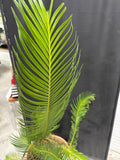 LIVE Sago Palm