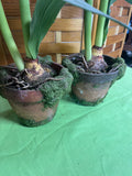 Pair of Faux White Amaryllis Flowers in Ceramic Pot (B)