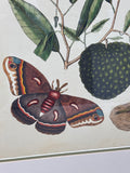 Mark Catesby Custard Apple Botanical Print