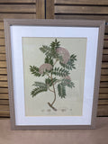 Botanical Print (B)