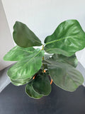 Artificial Fiddle Leaf Tree in Terracotta Pot