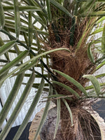 Artificial Pygmy Date Palm in Ornate Resin Urn