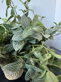 Artificial Cascading Fittonia Leaf Plant in Textured Paper Mache Pot