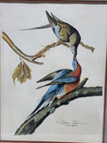 Pigeon Audubon Print - High Quality Reproduction
