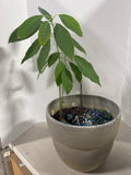 LIVE Avocado Plant in Grey Plastic Pot
