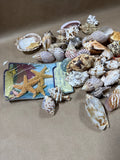 Seashell Lot