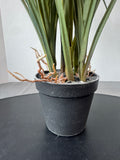 Artificial Lily Grass in Plastic Pot