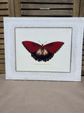 Burgundy & Black Butterfly Print on Canvas