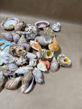 Seashell Lot
