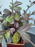Faux Ruby Loropetalum in Brick Red Ceramic Pot