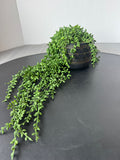 Faux String of Pearls Succulent Stem in Black Ceramic Pot