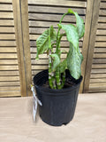 LIVE Dumb Cane Houseplant