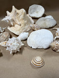 Lot Of Seashells (A)