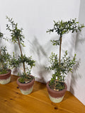 Artificial Potted Trees - Set Of 3
