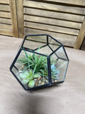 Hexagon Terrarium With Faux Succulents
