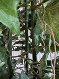 4FT Artificial Ivy & Bamboo Topiary