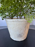 Faux Maidenhair Fern in Textured Ceramic Pot