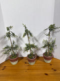 Artificial Potted Trees - Set Of 3