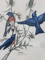 Eastern Bluebird Limited Edition Print by E. Dudley Williams; Signed