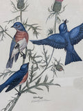 Eastern Bluebird Limited Edition Print by E. Dudley Williams; Signed