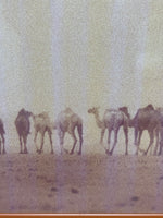 Caravan of Camels in the Desert Poster