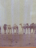 Caravan of Camels in the Desert Poster