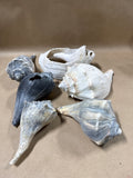 6 Piece Large Seashell Lot