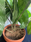 Artificial Umbrella Tree in Terracotta Pot