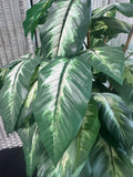 Faux Dumb Cane Plant in Metal Planter