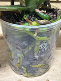 LIVE Orchid (Needs TLC)