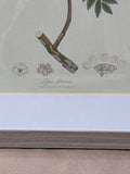 Botanical Print (B)